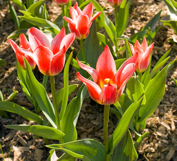 istock field of tulips 509445217