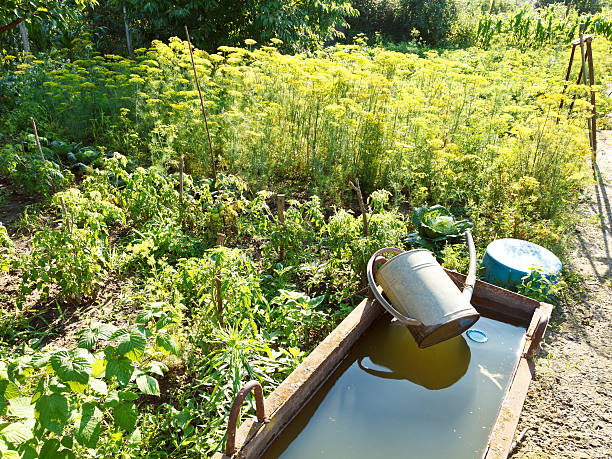 basin with water for garden watering and handshower in garden in summer day