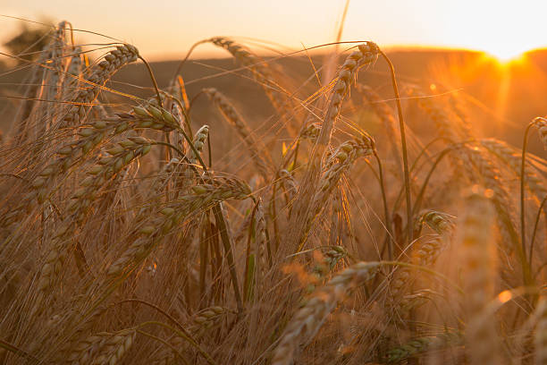 weizen - sepia toned field wheat sign stock-fotos und bilder