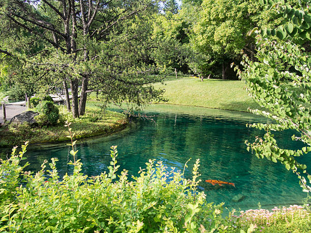 istock Fish in Japanese Garden 509446671