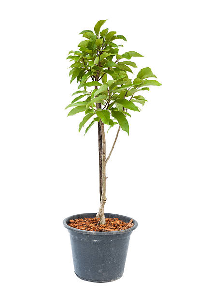 istock White champaka plant in flowerpot 509448323