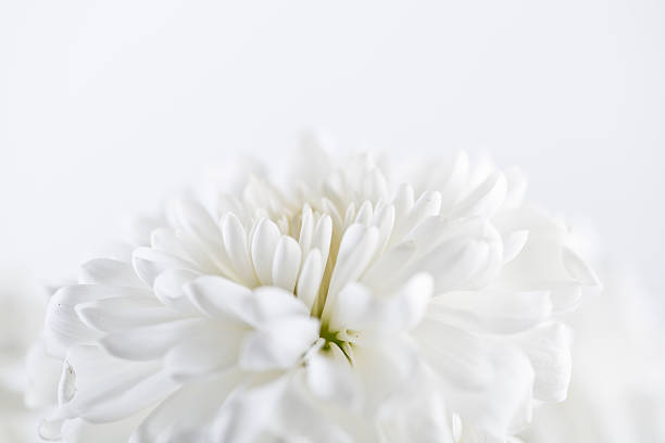 istock Close up of white flower aster, daisy 509448365