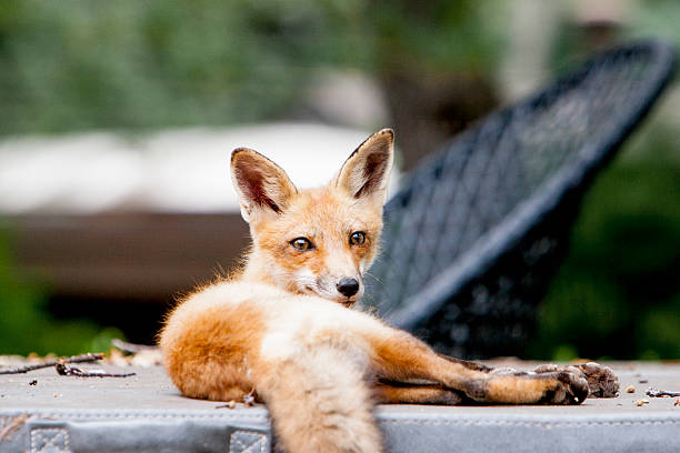 Backyard Fox stock photo