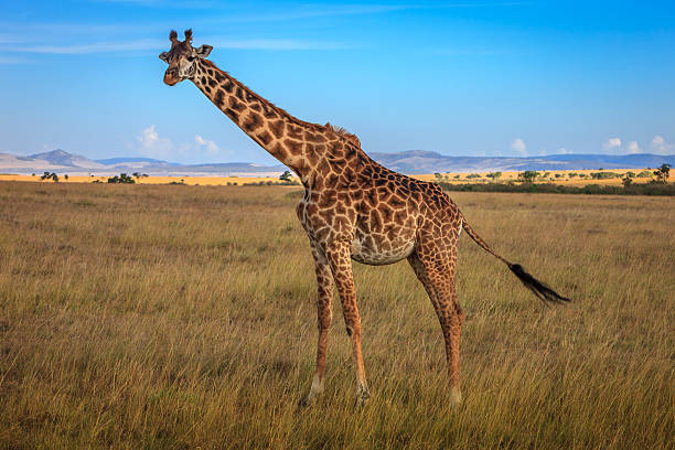 Kenya, East Africa - Giraffe on the Masai Mara A tall masai giraffe looks right into the camera lens on the Masai Mara, or the Great Rift Valley, in Kenya, East Africa. The animal has taken a break from grazing obviously distracted by the presence of the photographer. Photo shot in the afternoon sunlight; horizontal format. No people. Copy space. masai giraffe stock pictures, royalty-free photos & images
