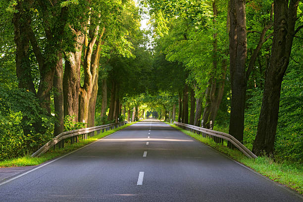 street alley with old trees in northern Germany in summer with sunlight