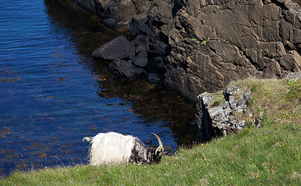 istock Icelandic Sheep in Meadow 509464505