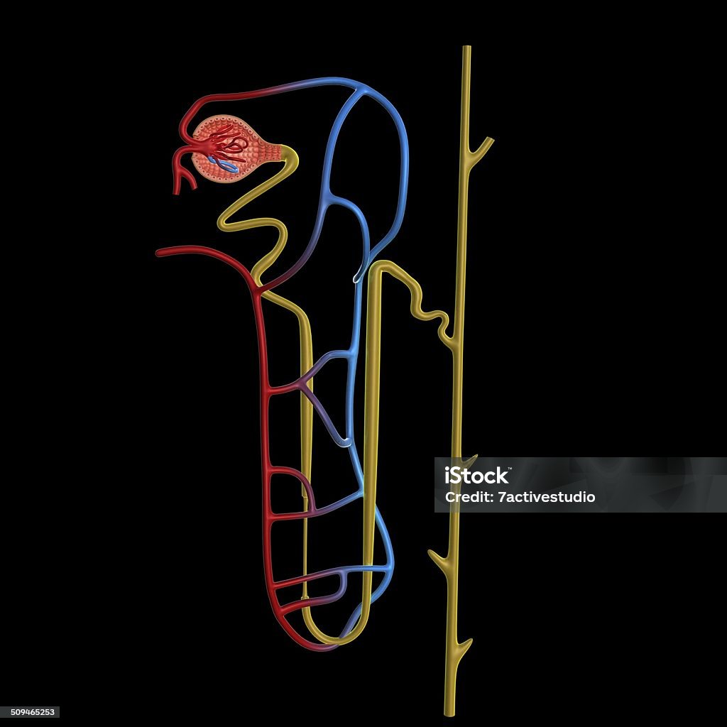 Excretion Real Excretion Stock Photo - Download Image Now - Anatomy, Biology ...