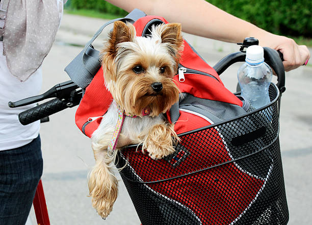 Dog sitting in basket