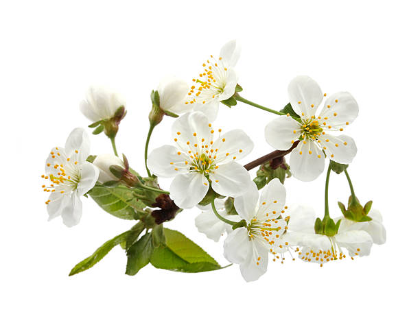 istock Cherry twig in bloom isolated 509466229