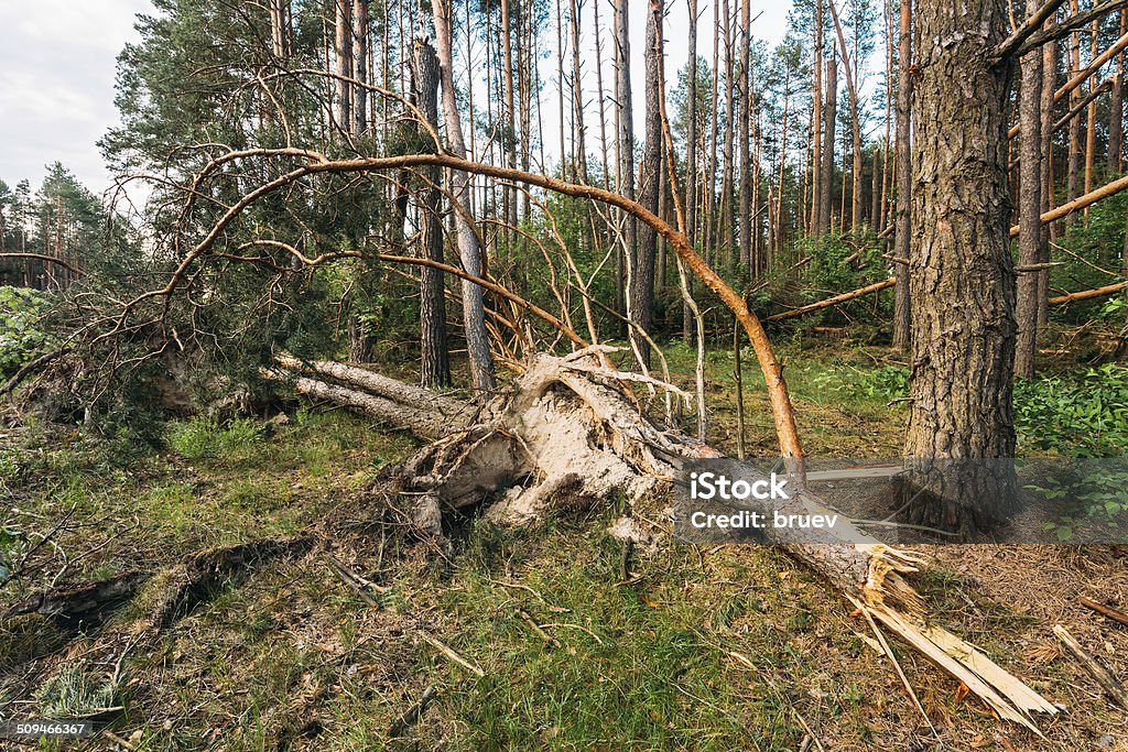 Windfall in forest. Storm damage. Windfall in forest. Storm damage. Fallen trees in coniferous forest after strong hurricane wind in Russia Accidents and Disasters Stock Photo