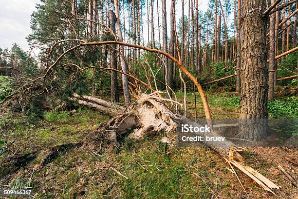 Windfall In Forest Storm Damage Stock Photo - Download Image Now - Accidents and Disasters, Autumn, Behind