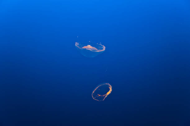 istock beautiful Jelly fishes 509466669