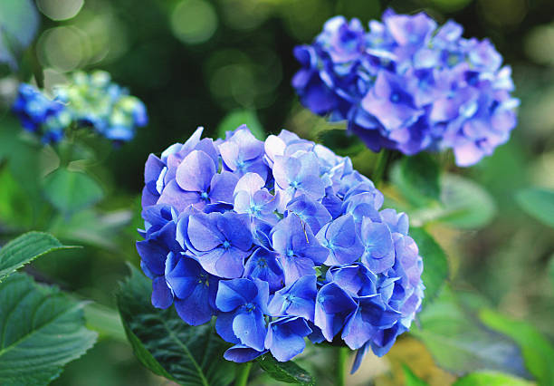 гортензия - beauty in nature blue bush color image стоковые фото и изображения