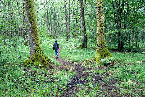 hiking on the enchanted forest young man walking alone on a path in the legendary  Paimpont Forest (Broceliande) Brittany, France foret de paimpont stock pictures, royalty-free photos & images