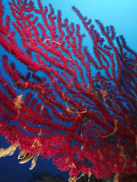 istock Red sea fan, Farbwechselnde Gorgonie (Paramuricea clavata) 509467359