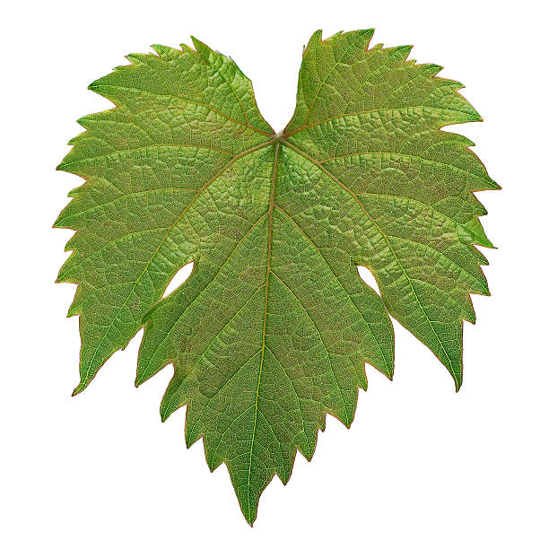 Grape leaf colseup stock photo