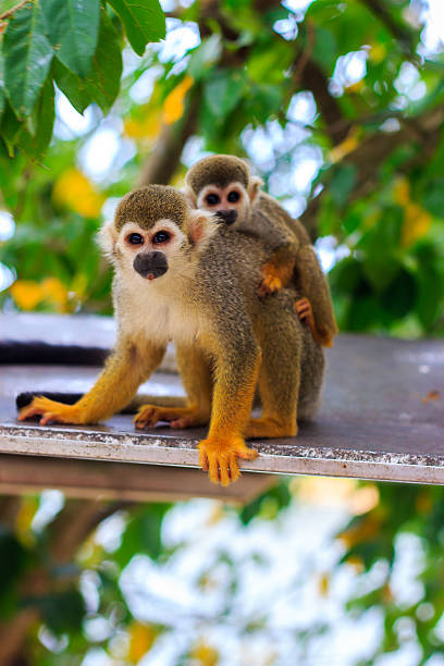 istock Saimiri monkey with its cute little baby. 509467939