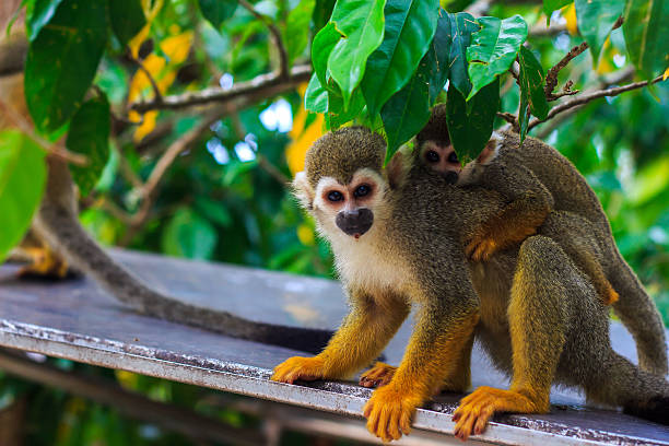 istock Saimiri monkey with its cute little baby. 509468077