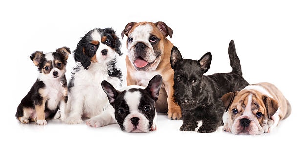 istock Group of  puppies 509468227