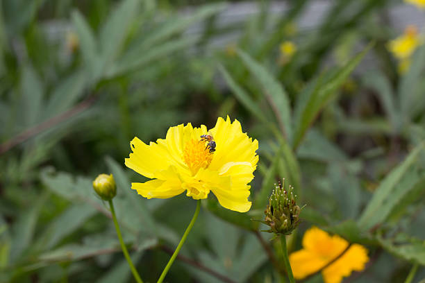 istock Bee on yellow Cosmos flower 509468289