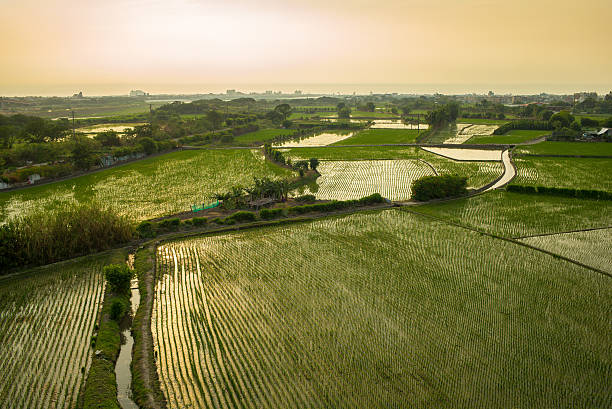 выращивания риса - striped farm asia backdrop стоковые фото и изображения