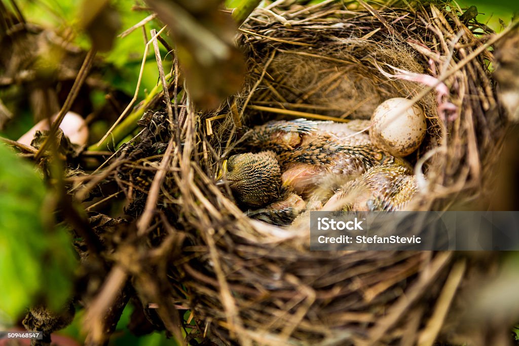 Birds nest Group of birds in nest sleeping Animal Stock Photo