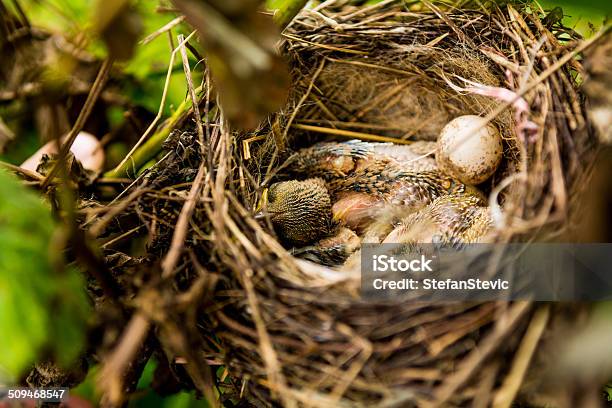 Birds Nest Stock Photo - Download Image Now - Animal, Animal Egg, Animal Nest