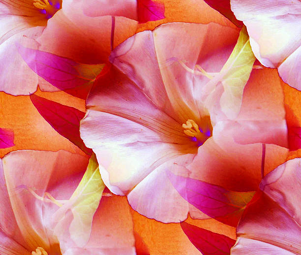 istock Flower of bindweed whith effect photo 509468697