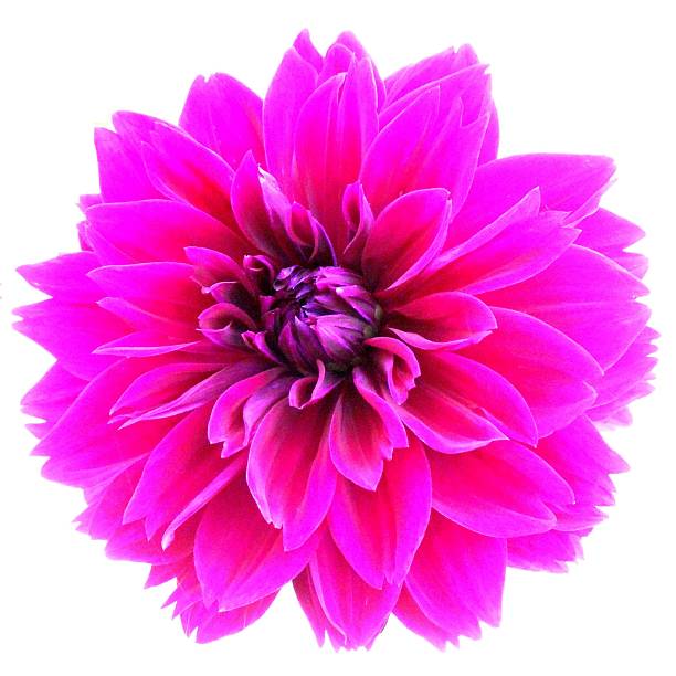 istock Reddish Purple Dahlia 509469373