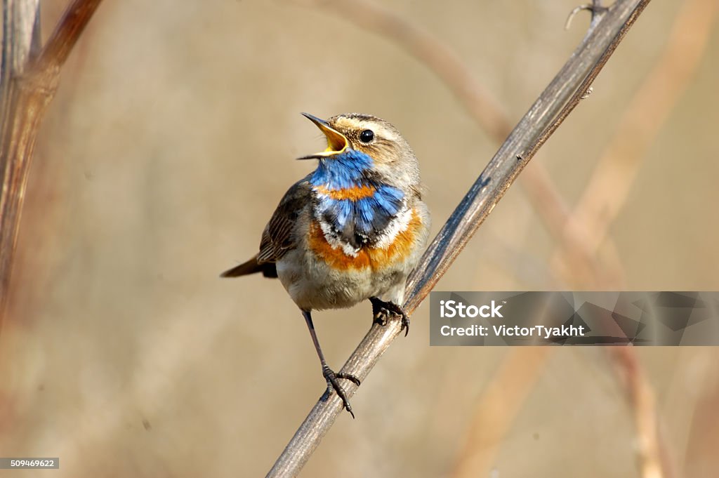 Chant Gorgebleue au sec herbe - Photo de Amour libre de droits