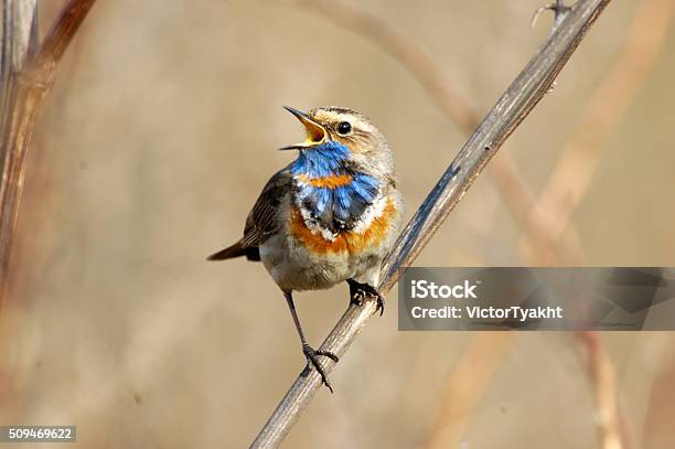 Photo libre de droit de Chant Gorgebleue Au Sec Herbe banque d'images et plus d'images libres de droit de Amour - Amour, Animaux à l'état sauvage, Carte de la Saint-Valentin