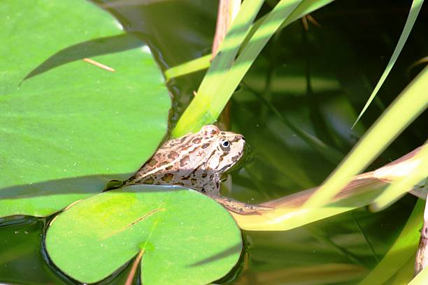 カエルの池に建つ「イソラマドレ,イタリア - frog lily pond water ストックフォトと画像