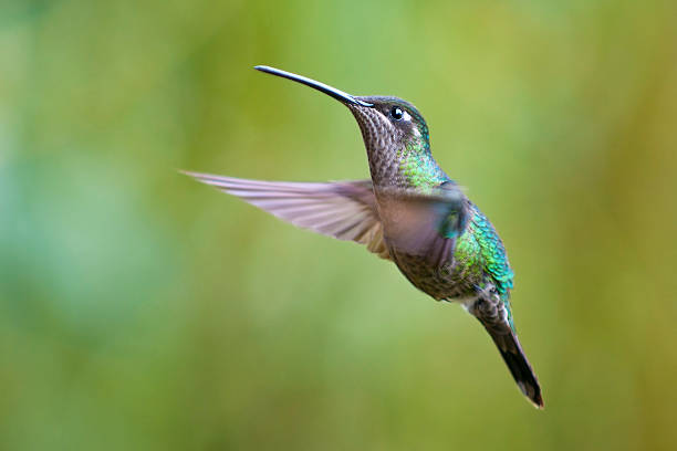 istock the flight of the hummingbird 509470290