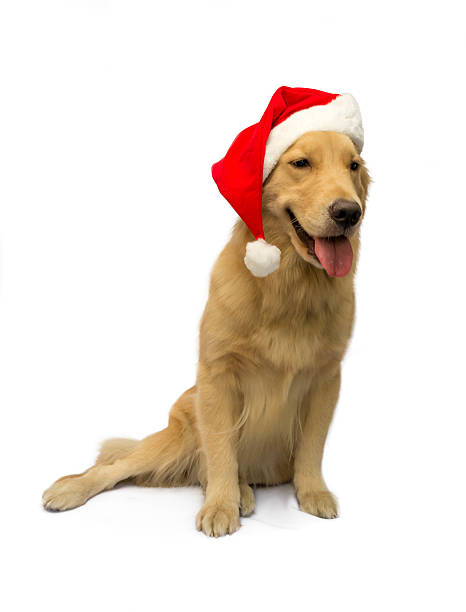 istock Golden Retriever with Christmas Hat 509470349