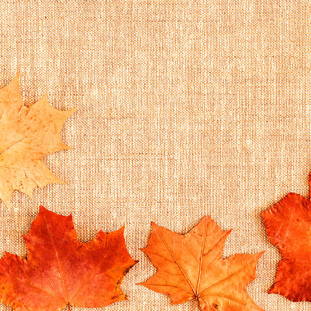 istock Maple leaves on the brown background. 509470505