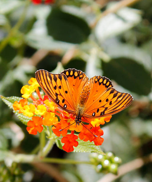 borboleta - resorte imagens e fotografias de stock