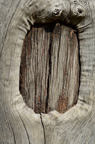 árvore de padrão de textura de madeira, fundo padrão - coarseness - fotografias e filmes do acervo