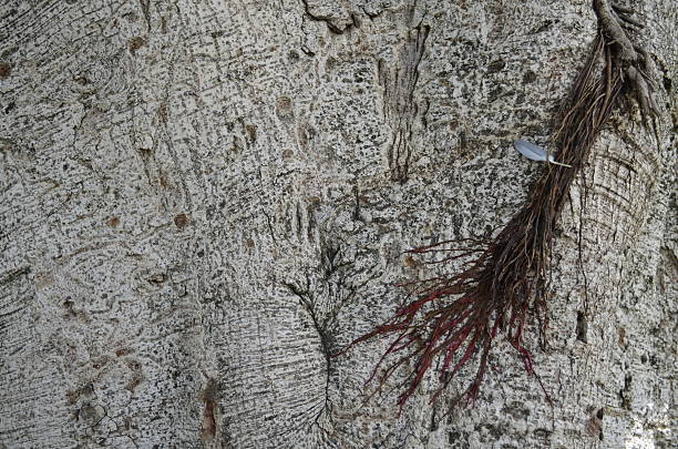 árvore de padrão de textura de madeira, fundo padrão - coarseness - fotografias e filmes do acervo