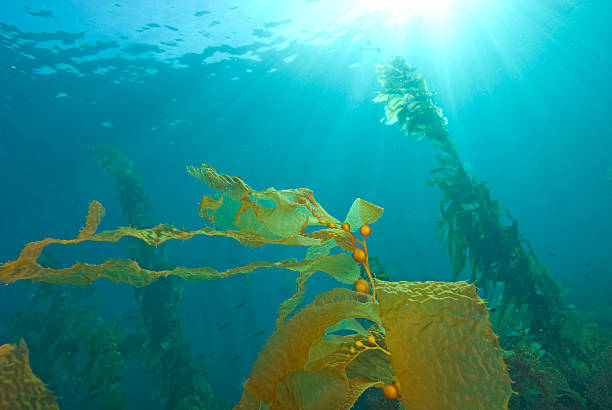 istock California Kelp in the Sunlight 509470779