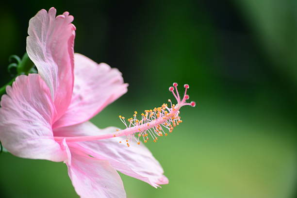 rosa blumen - deang stock-fotos und bilder