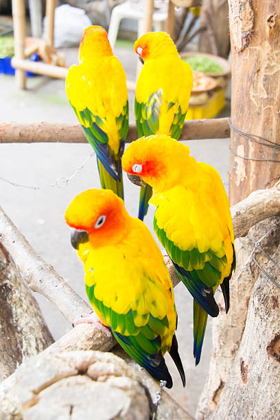 istock four small Macaw bird in the farm 509471379
