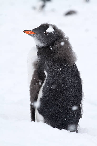 istock almost molting Gentoo penguin chick with the remnants of fluff 509471439