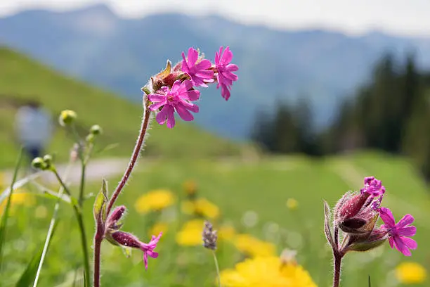 Wild flower on mountain Breitenstein in the Alps in Bavaria, Germany