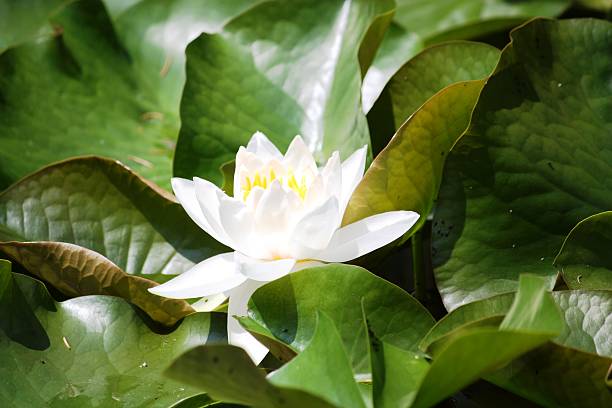 istock White water lily at Isola Madre, Italy 509471592
