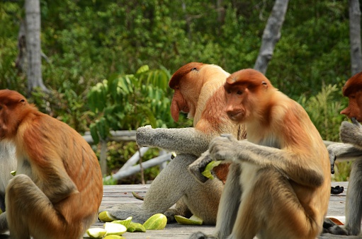 Proboscis Monkeys are endemic to the mangrove forests of the Southeast Asian island of Borneo. Proboscis Monkey Sanctuary Sandakan Sabah Malaysia