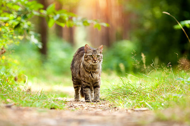 istock Cat walking in the forest in summer 509472534