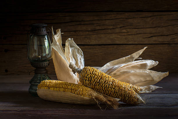 still life dried corn with lamp on wooden background
