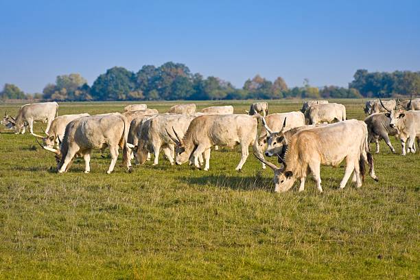 Herd of hungarian grey steppe cattle grazing on meadow