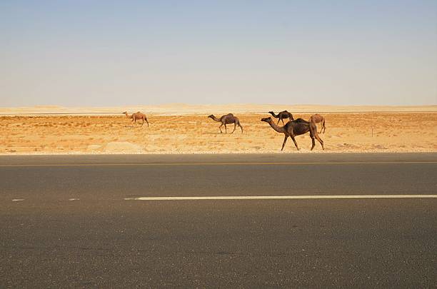 istock Wild camels in the desert 509473804