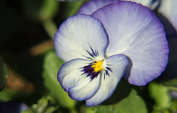 istock pansy bloom in flower bed 509473940